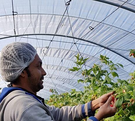 Migration and Labor Exploitation of the Nepalese in agriculture in Portugal