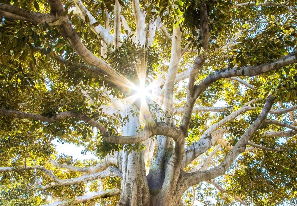 Serviço Social na Saúde: Intervenção em IRC