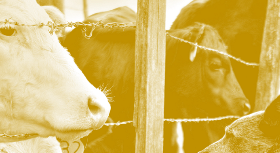 Perceções da população portuguesa relativamente a dietas, animais e indústrias agropecuárias