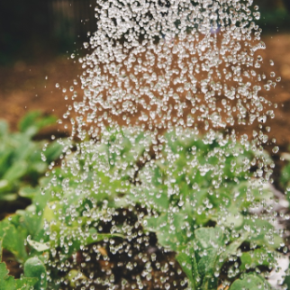 A Alimentação como direito fundamental ao desenvolvimento social e humano