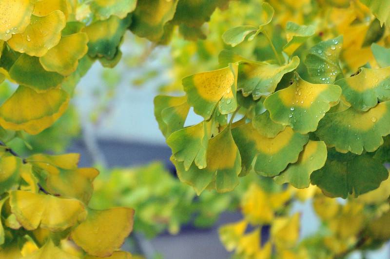 Iscte melhora o desempenho em ranking ambiental